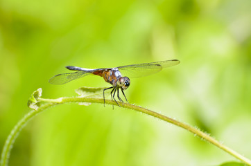 Front view of a dragonfly