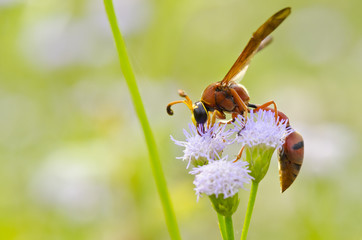 Potter Wasp - Eumenes latreilli