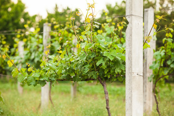 Fototapeta na wymiar vineyard rows in spring