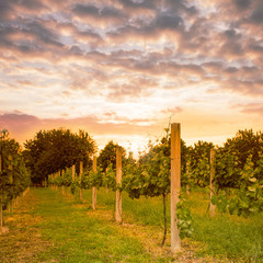 vineyard on sunset