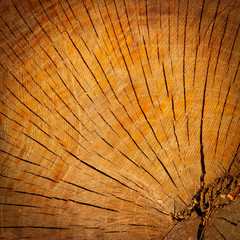 Wood texture with focus on the wood's grain