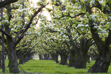 Fototapeta na wymiar row of apple trees