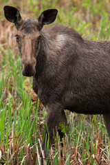 Fototapeta premium Female Moose