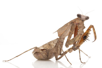 Malaysian Dead Leaf Mantis