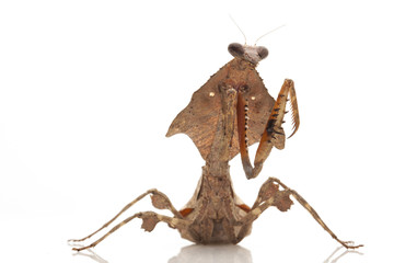 Fototapeta premium Malaysian Dead Leaf Mantis