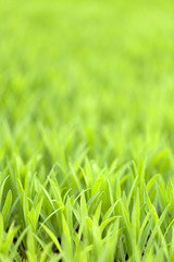 Green Grass Foliage