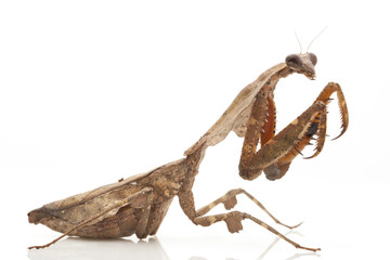 Malaysian Dead Leaf Mantis