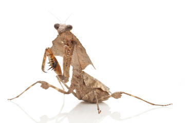 Malaysian Dead Leaf Mantis