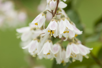 Pink and white bell flowers