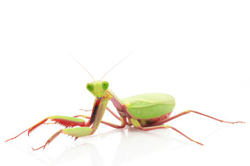 Giant Rainforest Mantis
