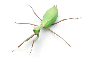 Giant Rainforest Mantis