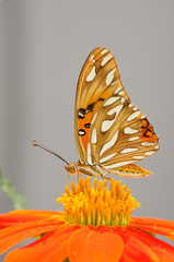 Farfalla - (Dione juno huascuma)