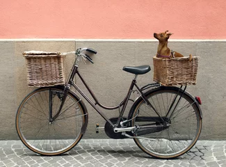 Foto auf Acrylglas Fahrrad und Chihuahua © vali_111