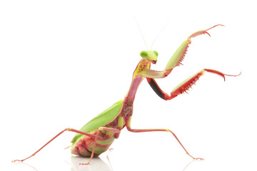 Giant Rainforest Mantis - obrazy, fototapety, plakaty