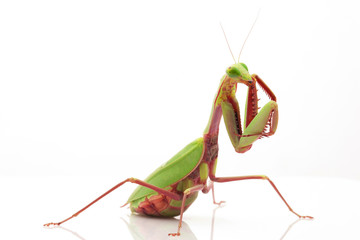 Giant Rainforest Mantis