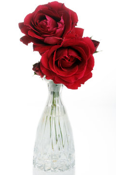 red rose on white background