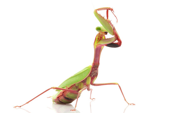 Giant Rainforest Mantis