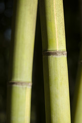green giant bamboo stems