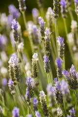 Lavander flowers