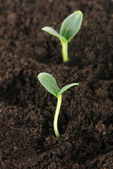 Green seedling growing from soil close-up.