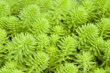 Myriophyllum, watermilfoil, freshwater aquatic plants.