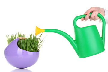 Obraz premium Green grass in decorative pot isolated on white