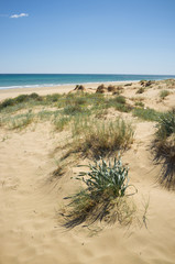 Coastal dunes