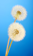 Beautiful dandelions with seeds on blue background