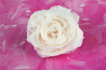 Sugar rose, on color background