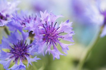 Beautiful cornflowers, outdoors
