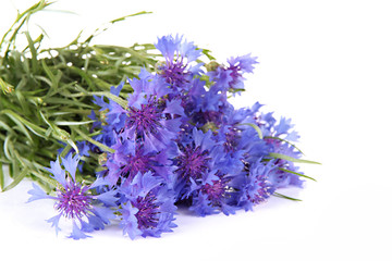 Obraz premium Beautiful bouquet of cornflowers ,isolated on white