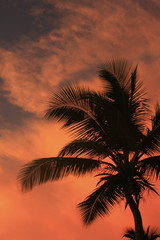 Fototapeta na wymiar Silhouette of palm tree at sunset