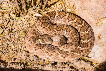Desert Rattlesnake