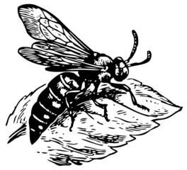 Obraz premium Wasp Dioxy scincta on the leaf