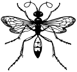 Wasp Pompilus viaticus