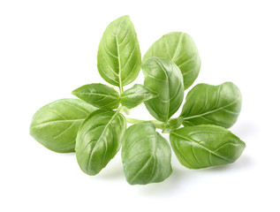 Fresh basil leaves
