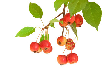Twig of Paradise apples isolated on white