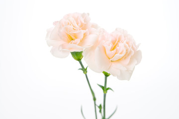 カーネーション