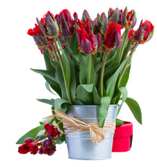 spring tulip flowers in pot with gift box