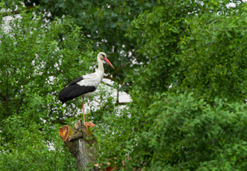 European stork, Ciconia, in natural environment, on a spring day