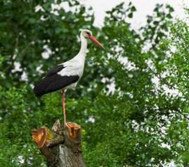 European stork, Ciconia, in natural environment, on a spring day