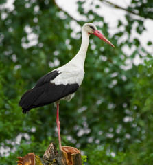 European stork, Ciconia, in natural environment, on a spring day