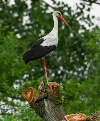 European stork, Ciconia, in natural environment, on a spring day