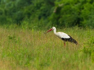European stork, Ciconia, in natural environment, on a spring day