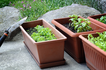 boxes with seedling