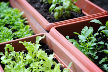 boxes with seedling