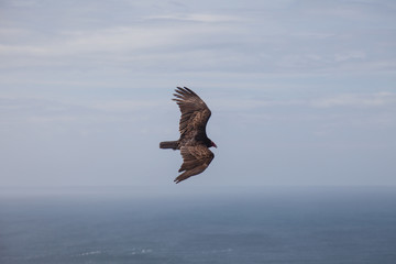Turkey Vultures