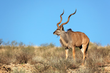 Kudu antelope against a blue sky, Kalahari desert