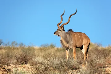 Fotobehang Kudu antelope against a blue sky, Kalahari desert © EcoView