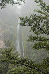 waterfall in beech forest near Hanmer Springs